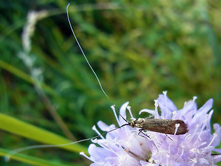 Nemophora metallica