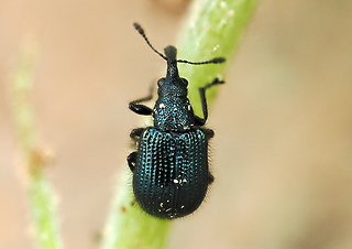 Neocoenorrhinus pauxillus