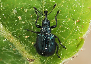 Neocoenorrhinus pauxillus
