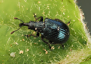 Neocoenorrhinus pauxillus