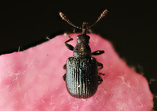 Neocoenorrhinus pauxillus
