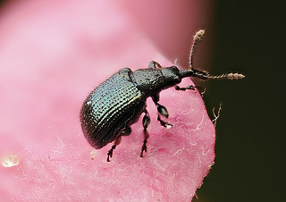 Neocoenorrhinus pauxillus