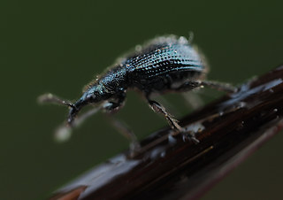 Neocoenorrhinus pauxillus