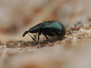 Neocoenorrhinus pauxillus