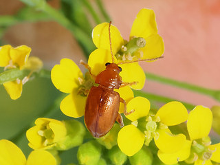 Neocrepidodera transversa
