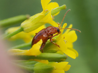 Neocrepidodera transversa