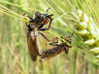 Neoitamus cyanurus