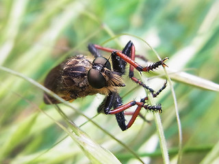 Neoitamus cyanurus