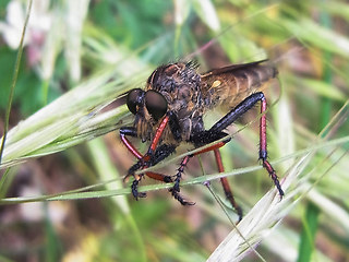 Neoitamus cyanurus