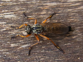 Neomochtherus pallipes