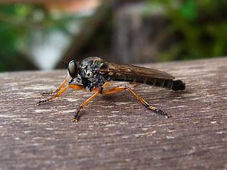 Neomochtherus pallipes