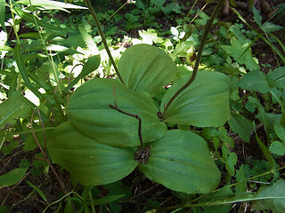 Neottia ovata