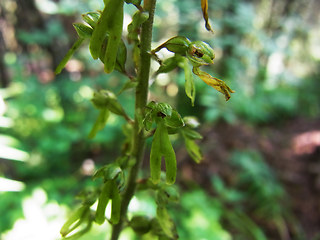 Neottia ovata