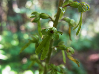 Neottia ovata