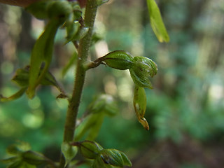 Neottia ovata