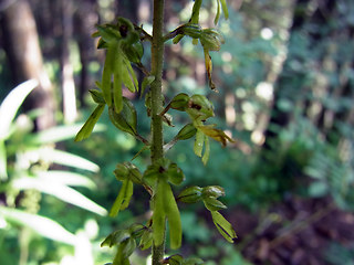 Neottia ovata