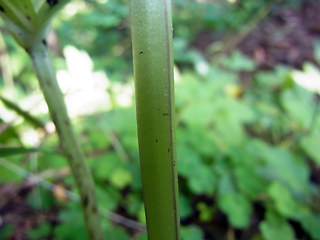 Neottia ovata