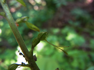 Neottia ovata