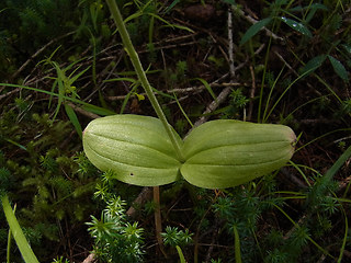 Neottia ovata