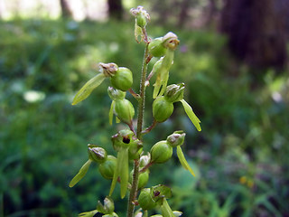 Neottia ovata