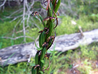 Neottia ovata