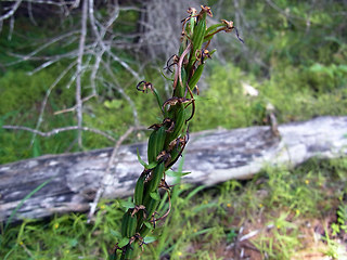 Neottia ovata