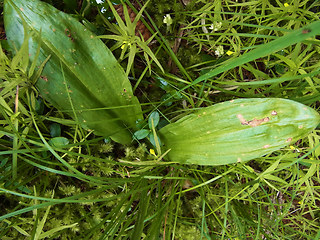 Neottia ovata