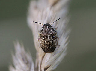 Neottiglossa pusilla