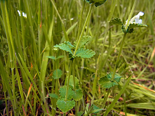 Nepeta racemosa