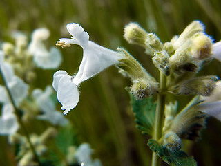 Nepeta racemosa