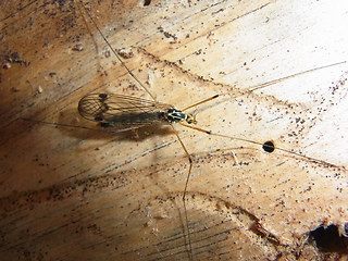 Nephrotoma quadrifaria