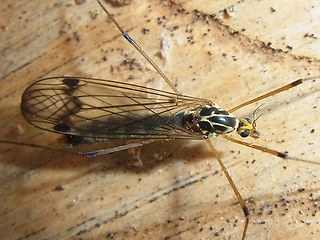 Nephrotoma quadrifaria