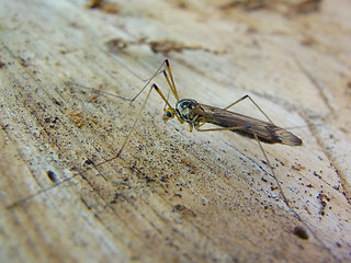 Nephrotoma quadrifaria