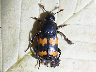 Nicrophorus vespillo