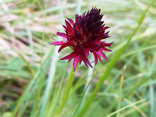 Nigritella austriaca