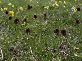 Nigritella austriaca