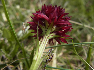 Nigritella austriaca