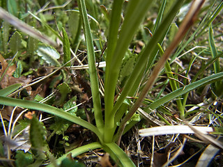 Nigritella austriaca