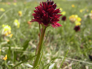 Nigritella austriaca