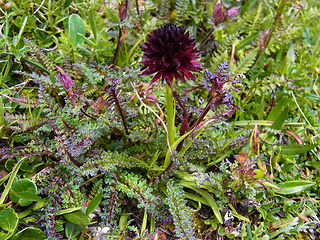 Nigritella austriaca