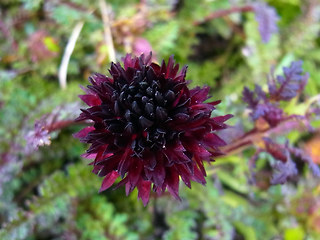 Nigritella austriaca