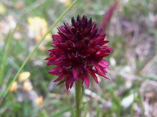 Nigritella austriaca