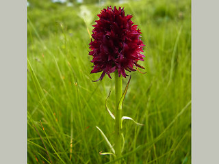 Nigritella rhellicani