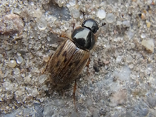 Nimbus contaminatus