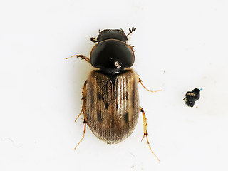Nimbus contaminatus