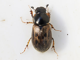 Nimbus contaminatus