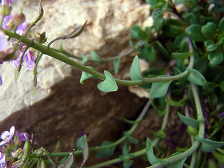 Noccaea rotundifolia