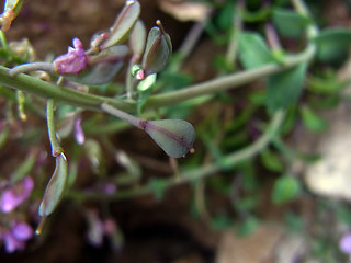 Noccaea rotundifolia