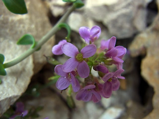 Noccaea rotundifolia