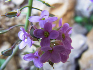 Noccaea rotundifolia